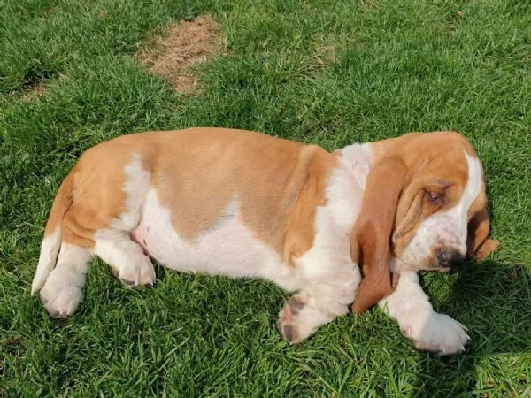 SPLENDIDI CUCCIOLI DI BASSETHOUND | Foto 1