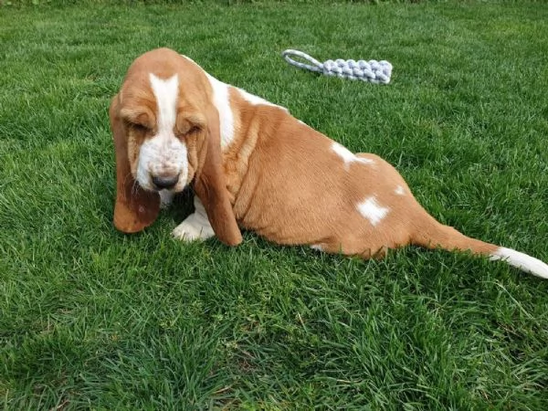 SPLENDIDI CUCCIOLI DI BASSETHOUND | Foto 0