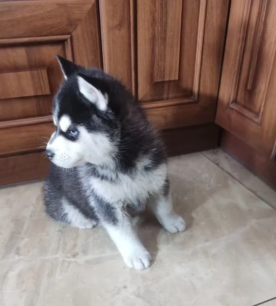 Disponibili cuccioli di Siberian Husky, 2 maschi e...