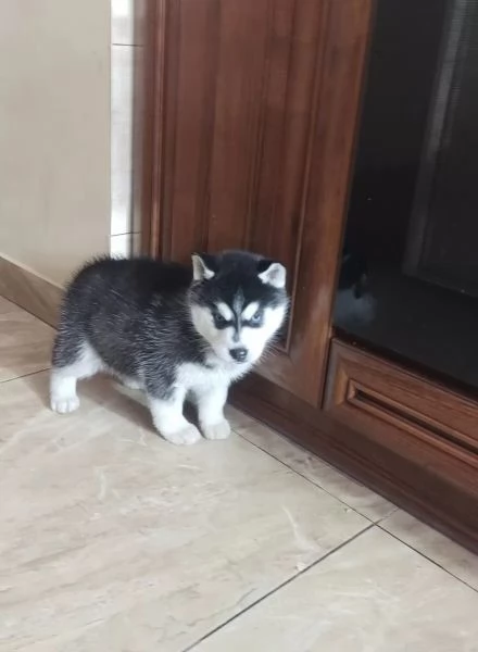 Disponibili cuccioli di Siberian Husky, 2 maschi e... | Foto 1