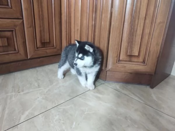 Disponibili cuccioli di Siberian Husky, 2 maschi e... | Foto 0