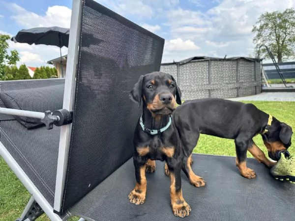 Cuccioli di razza Doberman con pedigree | Foto 2