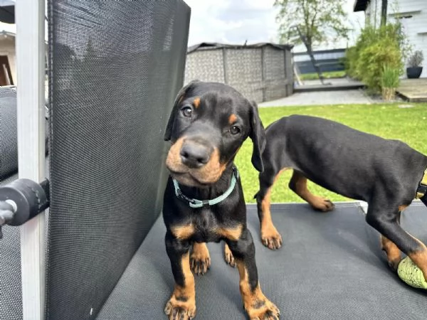 Cuccioli di razza Doberman con pedigree | Foto 0