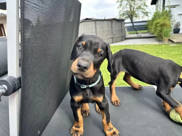 Cuccioli di razza Doberman con pedigree