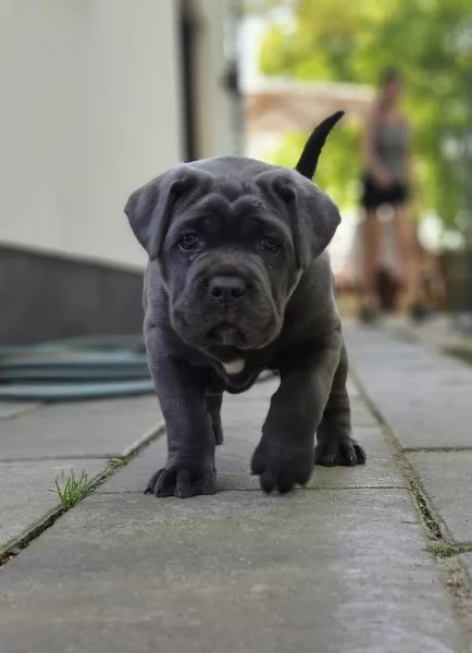 Fantastici cuccioli di cane corso | Foto 3