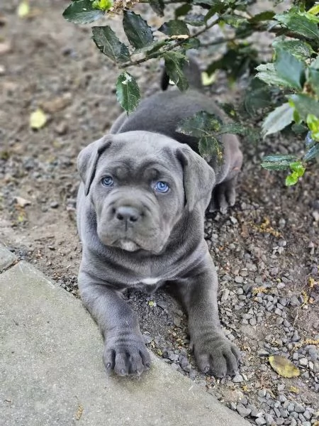 Fantastici cuccioli di cane corso | Foto 1