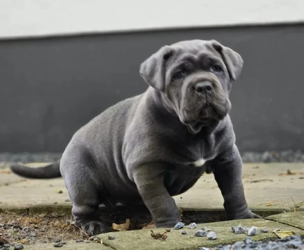 Fantastici cuccioli di cane corso | Foto 0