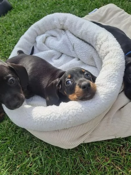 CUCCIOLI BASSOTTO PELO CORTO | Foto 1