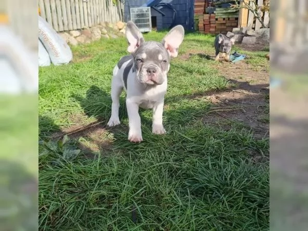 Cuccioli di bulldog francese, femmine e maschi