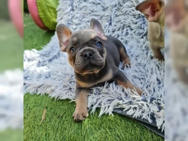 Cuccioli di bulldog francese, femmine e maschi | Foto 2