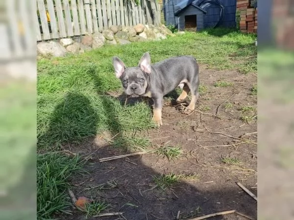 Cuccioli di bulldog francese, femmine e maschi | Foto 0