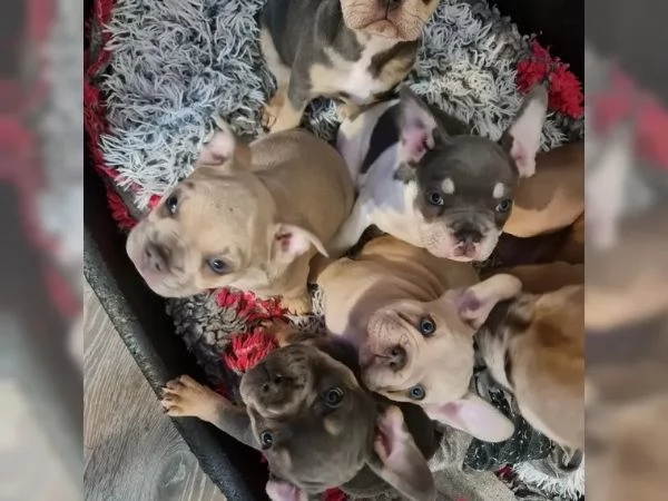 Dolcissimi Cuccioli di bulldog francese, di 3 mesi...