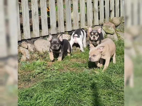 Meravigliosa cucciola di Bouledogue Francese | Foto 0