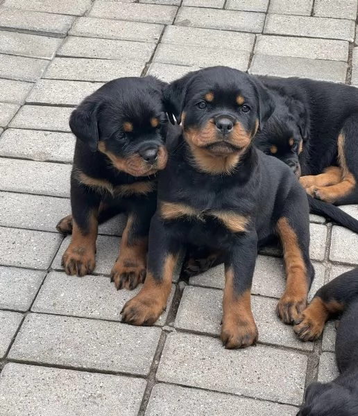 Cuccioli di razza Rottweiler