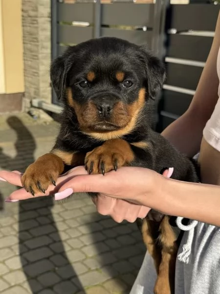 Cuccioli di razza Rottweiler | Foto 1