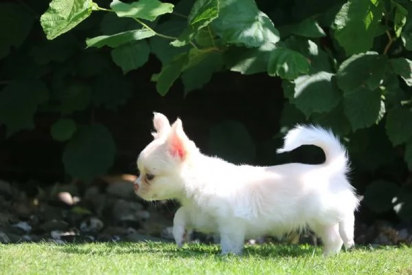 Principi e principesse Chihuahua sono alla ricerca di un castello da sogno | Foto 2