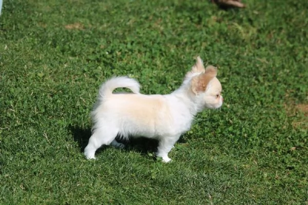 Principi e principesse Chihuahua sono alla ricerca di un castello da sogno | Foto 1