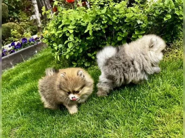 Cuccioli di Pomerania / Pomerania tipo Boo (maschi e femmina ) | Foto 2