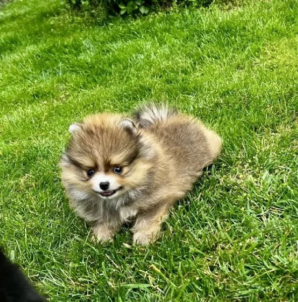 Cuccioli di Pomerania / Pomerania tipo Boo (maschi e femmina )