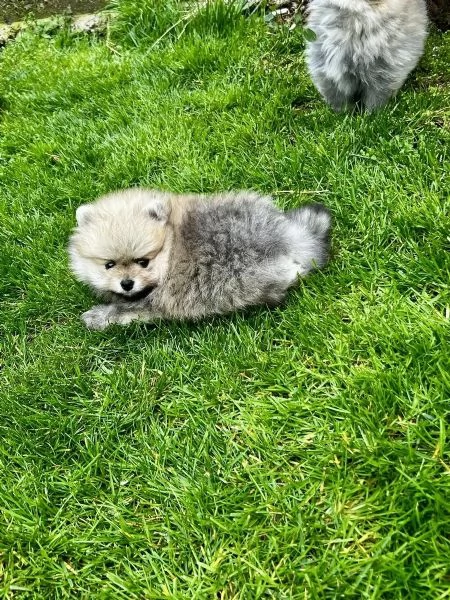 Cuccioli di Pomerania / Pomerania tipo Boo (maschi e femmina ) | Foto 0