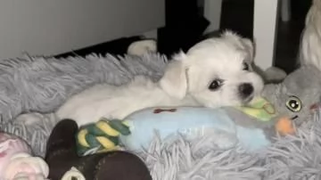 Bellissimi cuccioli maltesi in adozione