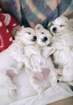 Bellissimi cuccioli maltesi in adozione | Foto 0