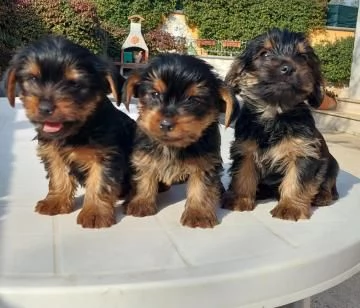 Cuccioli Yorkshire terrier