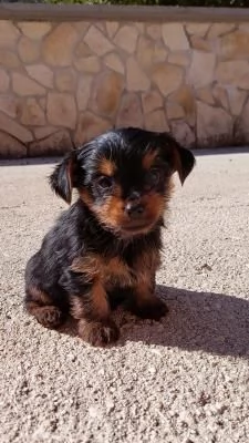 Splendidi cuccioli di Yorkshire terrier di razza p... | Foto 0