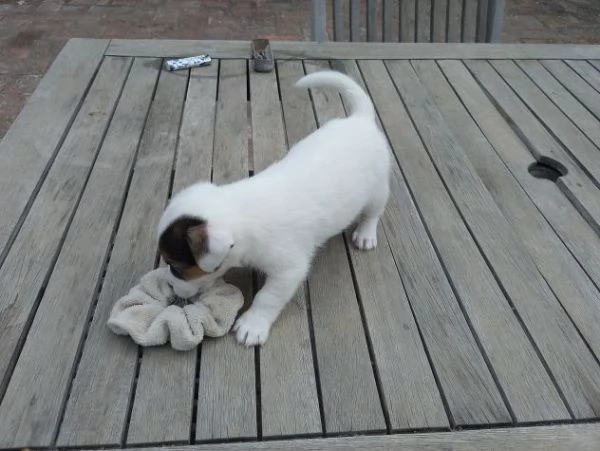 Animali cuccioli di Jack Russel Terrier