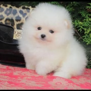 Disponibili cuccioli di puro Spitz Pomerania | Foto 1