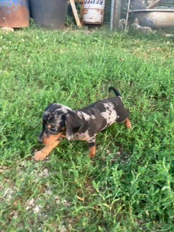 Meravigliosi cuccioli di bassotto tedesco | Foto 3