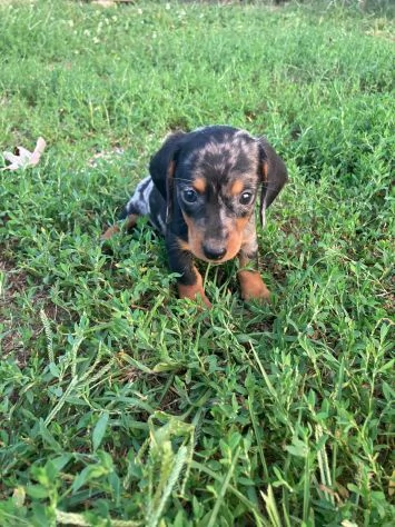 Meravigliosi cuccioli di bassotto tedesco | Foto 1