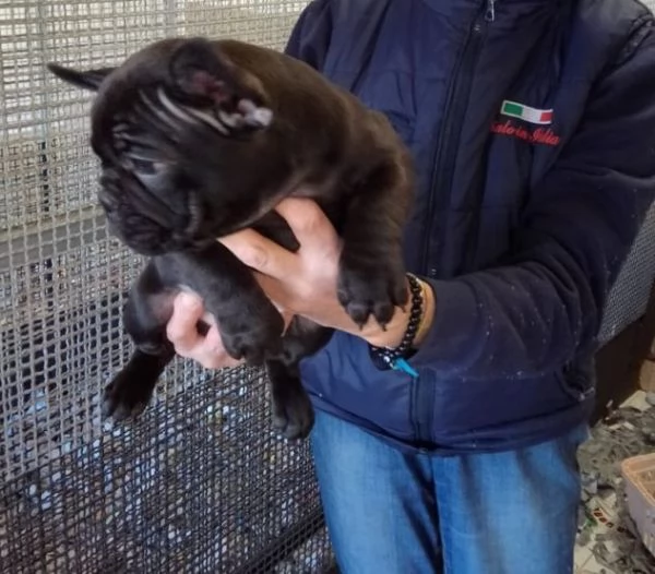 Dolcissimi Cuccioli di bulldog francese, di 3 mesi | Foto 2