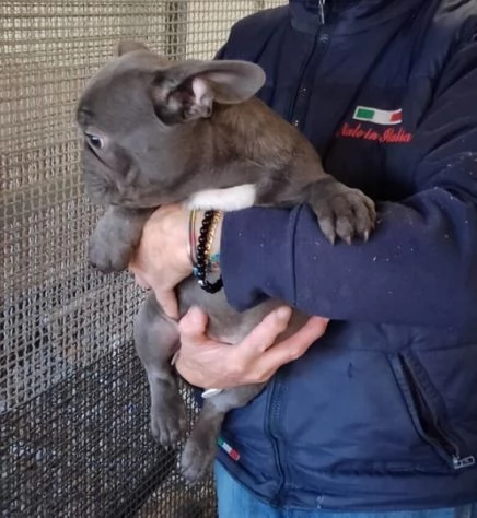 Dolcissimi Cuccioli di bulldog francese, di 3 mesi | Foto 0