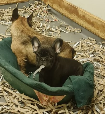 Splendidi cuccioli di Bouledogue Francese  | Foto 3