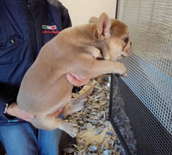 Splendidi cuccioli di Bouledogue Francese  | Foto 1