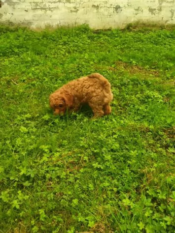 BARBONCINO NANO RED CUCCIOLI | Foto 1