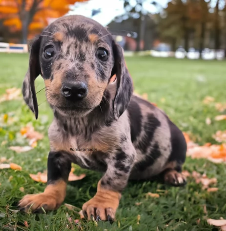 Bassotto nano - dachshund cuccioli