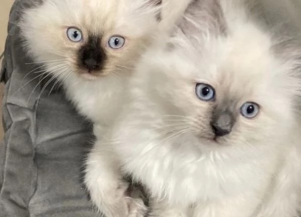 Bellissimi cuccioli di ragdoll, maschi e femmine | Foto 0