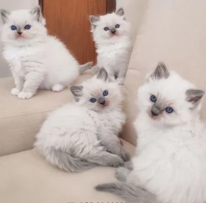 Bellissimi cuccioli di ragdoll, maschi e femmine