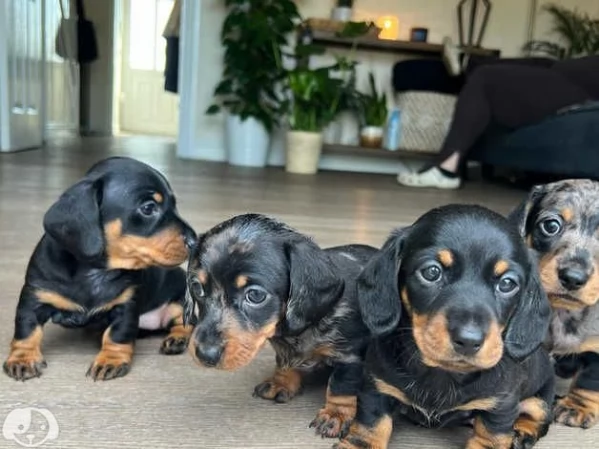 Cucciolata amatoriale di bassotto toy | Foto 1