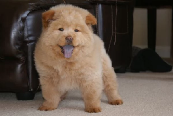 Chow Chow Cuccioli Disponibili