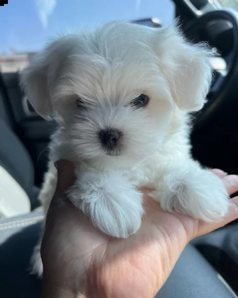 cuccioli di maltese maschio e femmina (+393509706299)