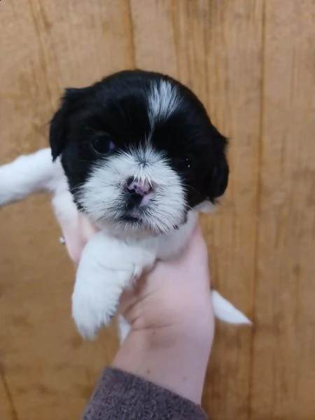 bella e sani cuccioli di shih tzu per regalo