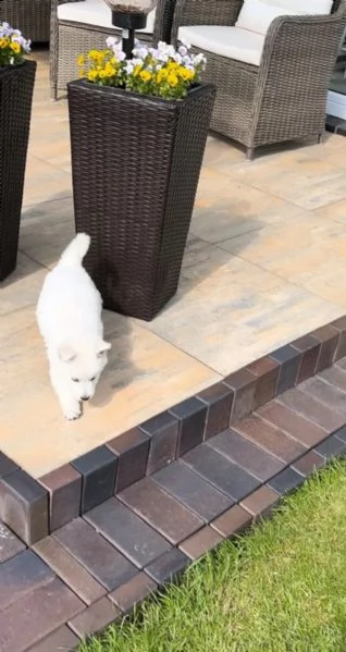 bellissimi cuccioli di pastore svizzero d'alta genealogia | Foto 1