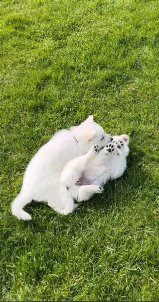 bellissimi cuccioli di pastore svizzero d'alta genealogia | Foto 0