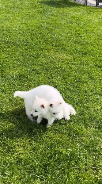 bellissimi cuccioli di pastore svizzero d'alta genealogia