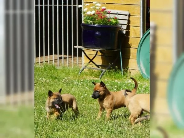 cuccioli pastore belga malinois maschio e femmina | Foto 2