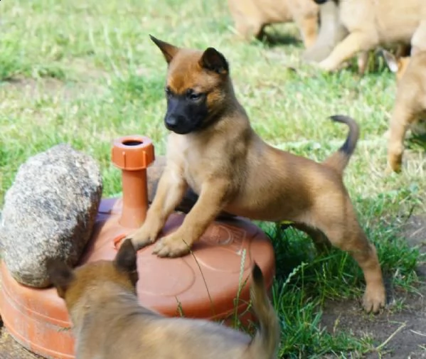 cuccioli pastore belga malinois maschio e femmina