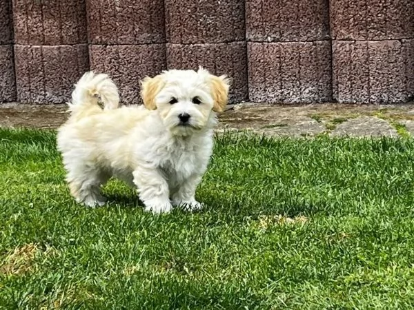 cuccioli havanese in cerca di nuova casa | Foto 2